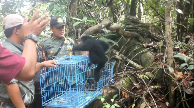 Puluhan Satwa Liar Jenis Primata Dilepasliarkan di TNBS